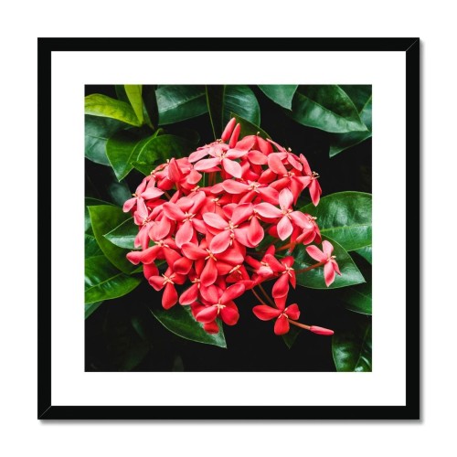 Belle Of The Ball Framed & Mounted Print